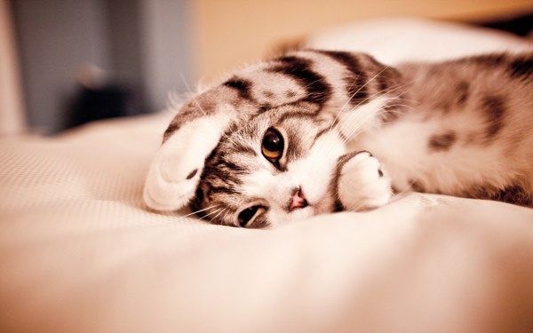 Best Mixed Wallpapers Pack #467-468