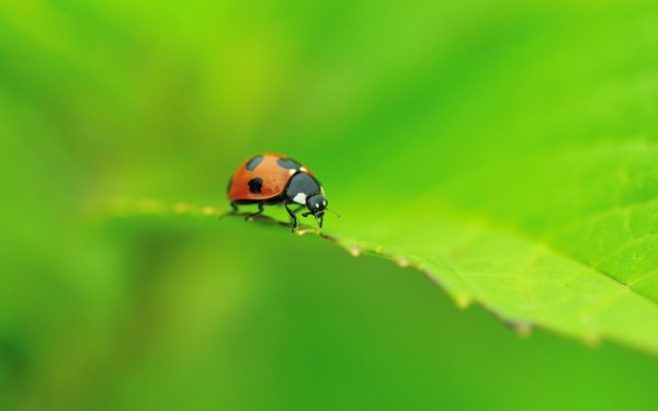 Best Mixed Wallpapers Pack #459-460